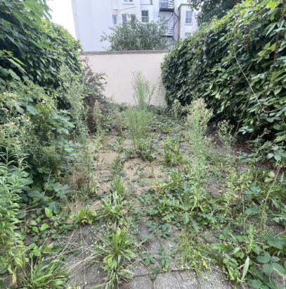 Overgrown garden